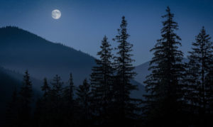 Chalmers Moonlight